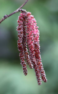 Picture of Corylus